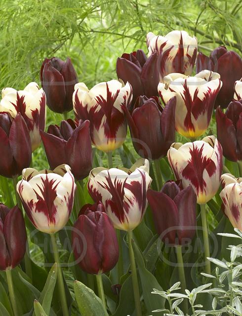 Tulipa mixed