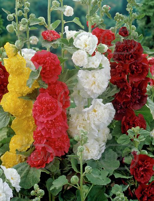 Alcea mixed