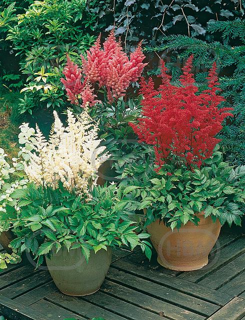Astilbe mixed