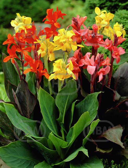 Canna mixed