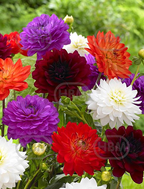 Dahlia mixed