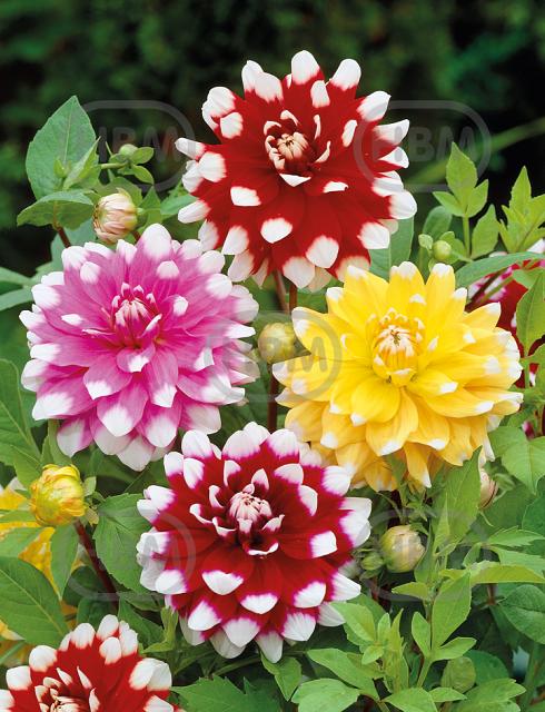 Dahlia mixed