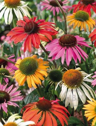 Echinacea mixed