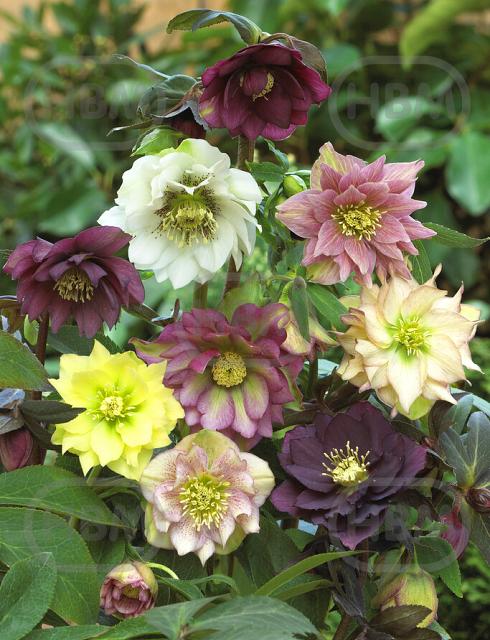 Helleborus mixed