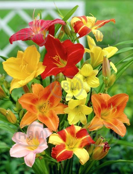 Hemerocallis mixed