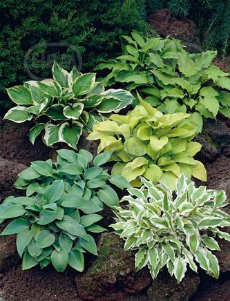 Hosta mixed