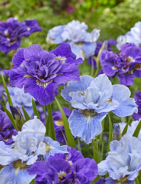 Iris mixed