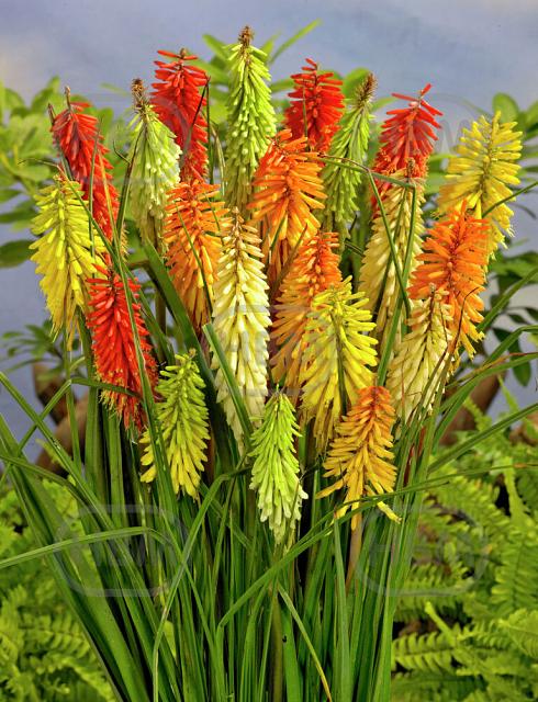 Kniphofia mixed