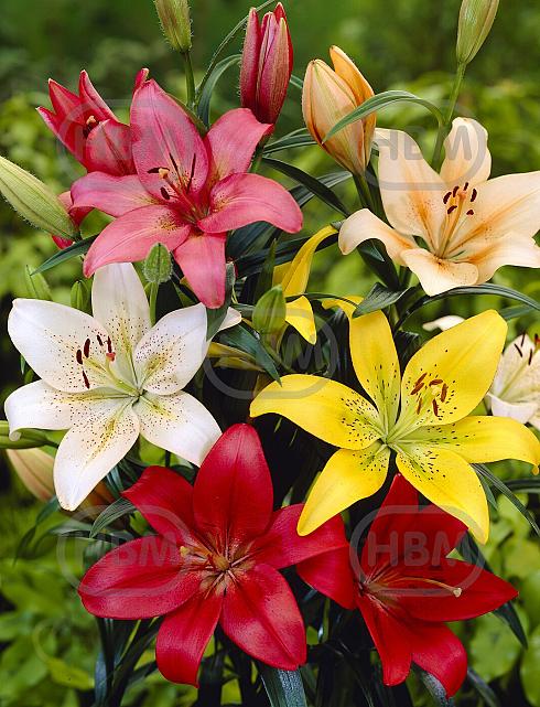 Lilium mixed