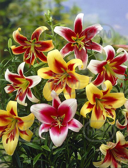 Lilium mixed