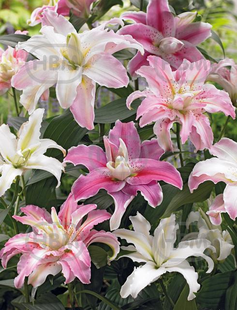 Lilium mixed