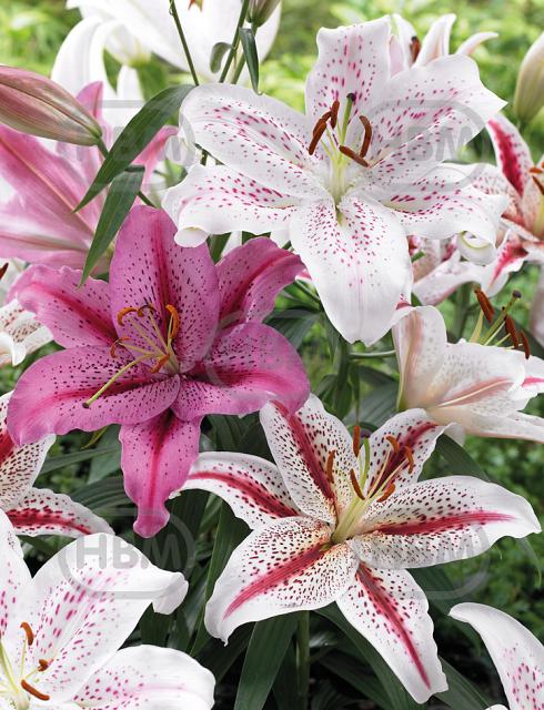 Lilium mixed