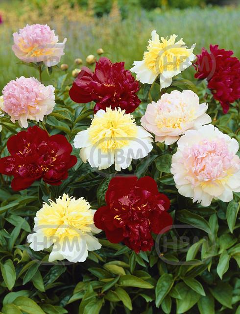 Paeonia mixed