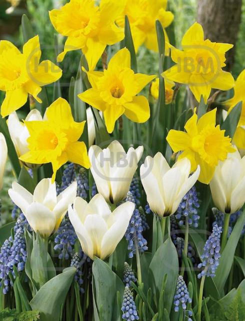 Muscari, Narcissus, Tulipa mixed