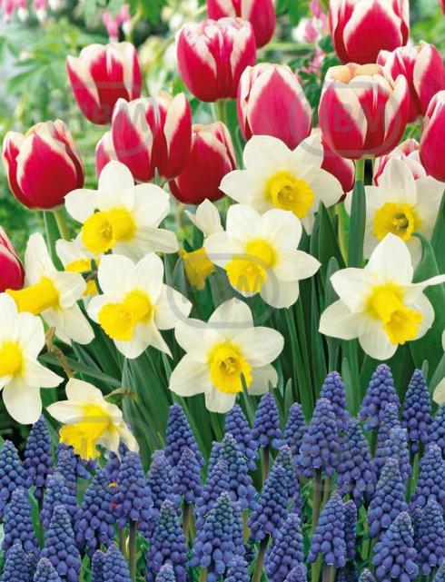 Muscari, Narcissus, Tulipa mixed