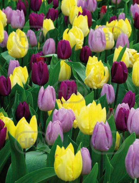 Tulipa mixed