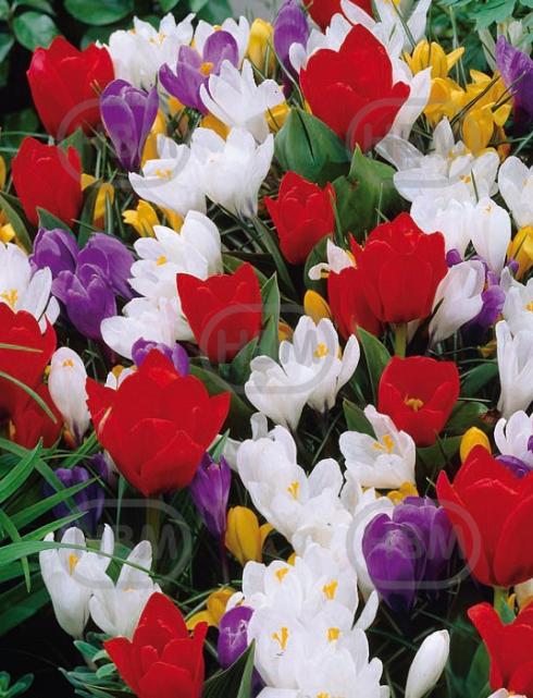 Crocus, Tulipa mixed