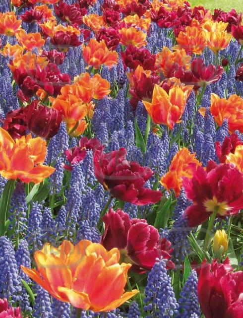 Muscari, Tulipa mixed