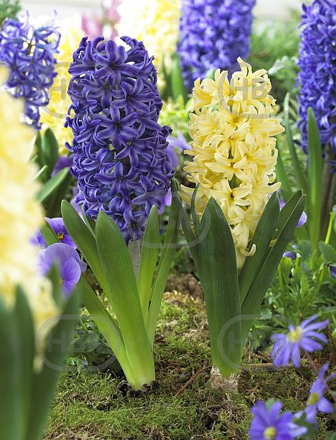 Hyacinthus mixed