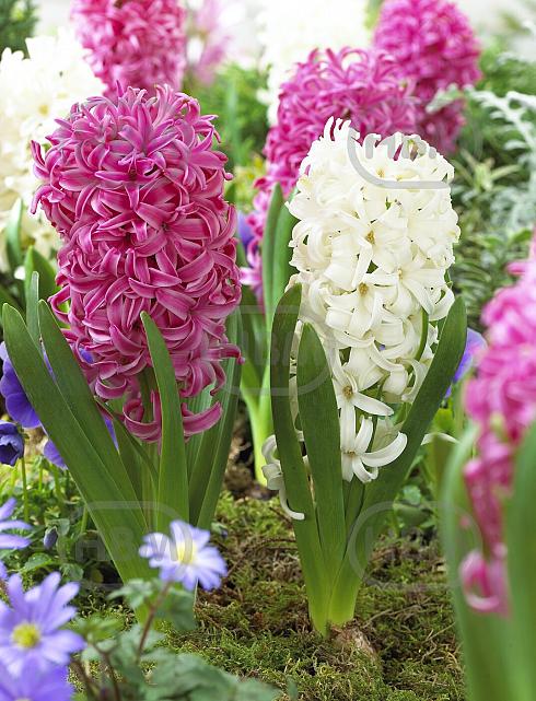 Hyacinthus mixed