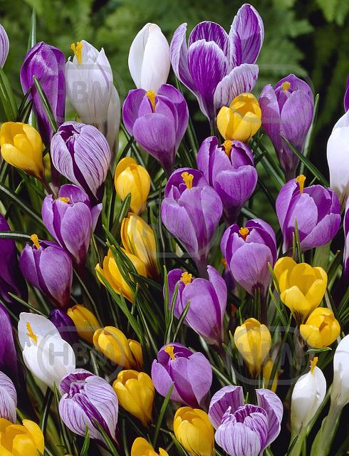 Crocus mixed