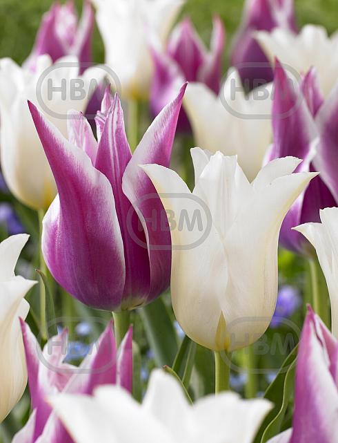 Tulipa mixed