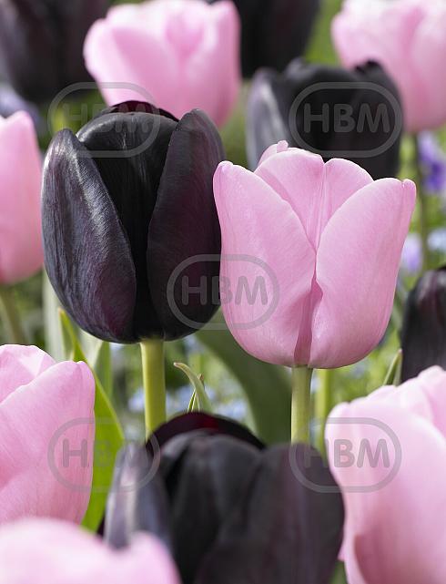 Tulipa mixed