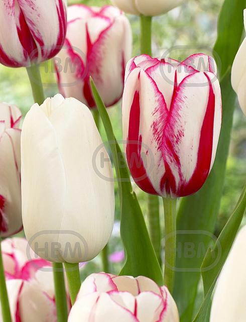 Tulipa mixed
