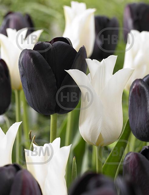 Tulipa mixed