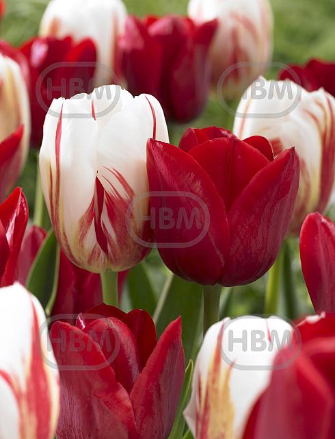 Tulipa mixed