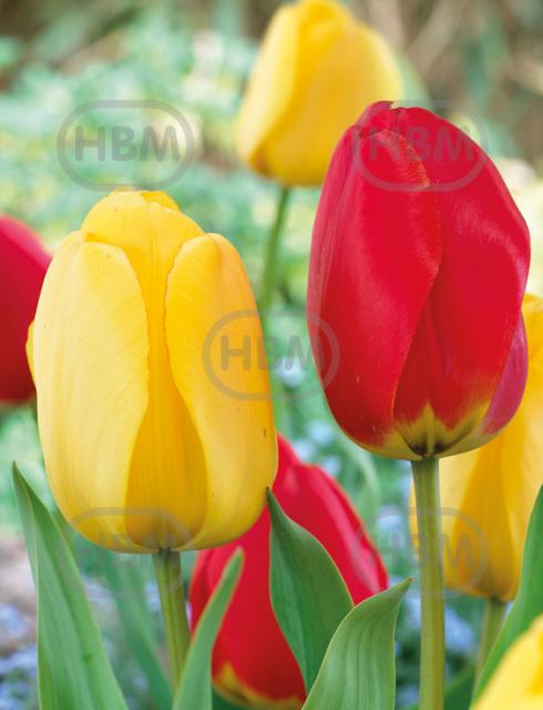 Tulipa mixed