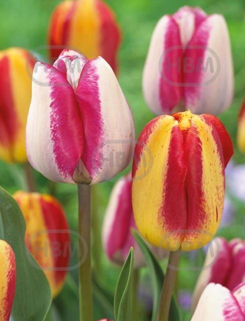 Tulipa mixed
