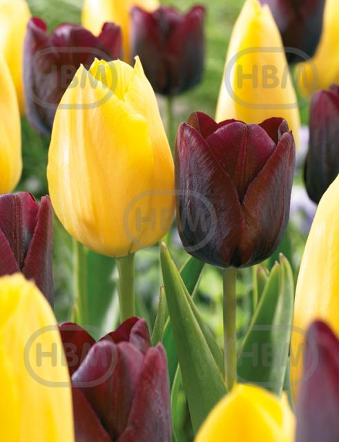 Tulipa mixed