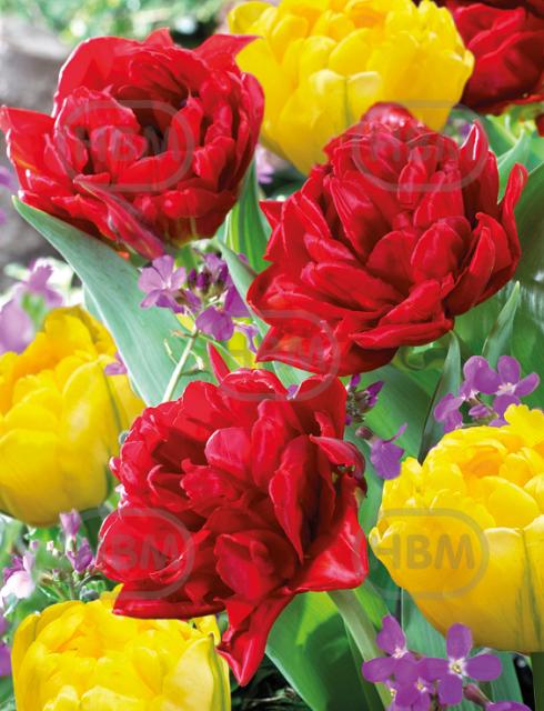 Tulipa mixed