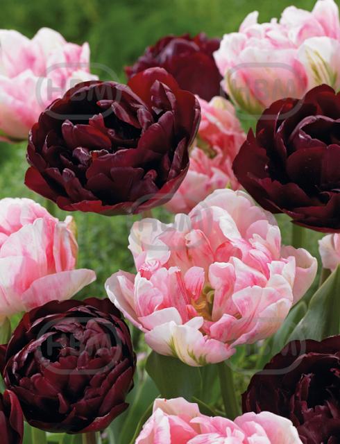 Tulipa mixed