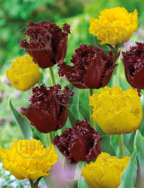 Tulipa mixed