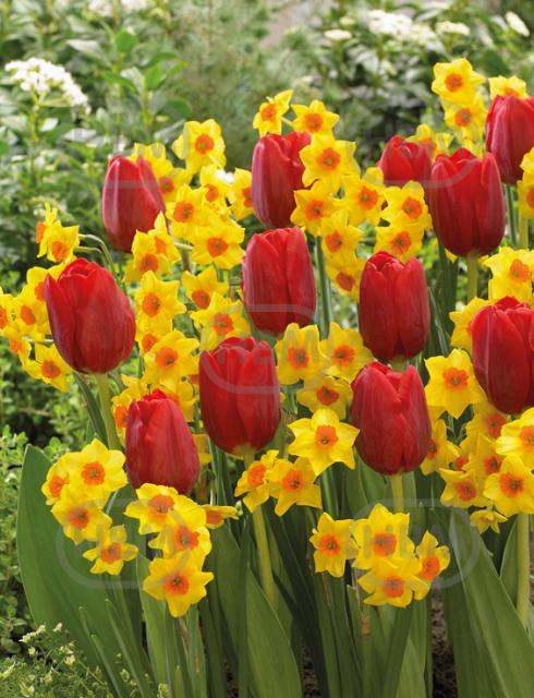 Narcissus, Tulipa mixed