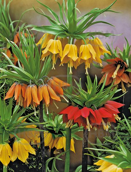 Fritillaria mixed