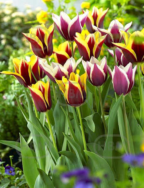 Tulipa mixed