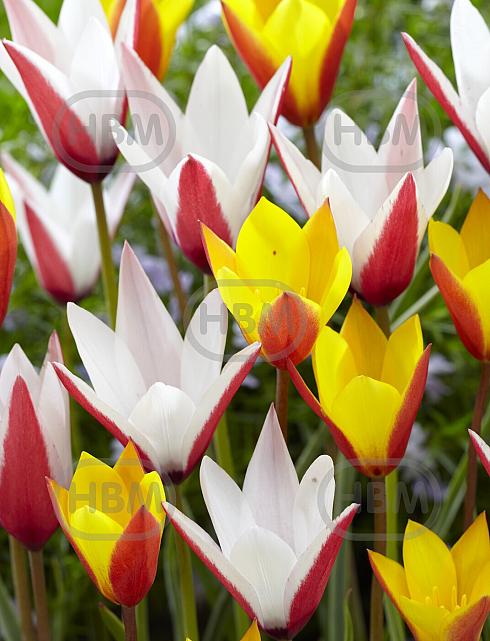 Tulipa mixed