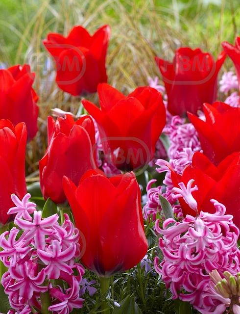 Hyacinthus, Tulipa mixed