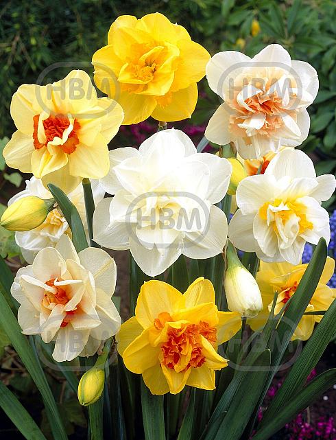 Narcissus mixed