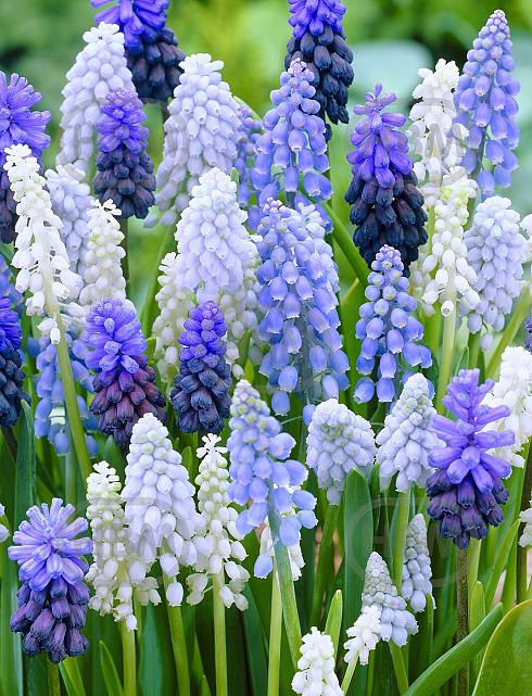Muscari mixed