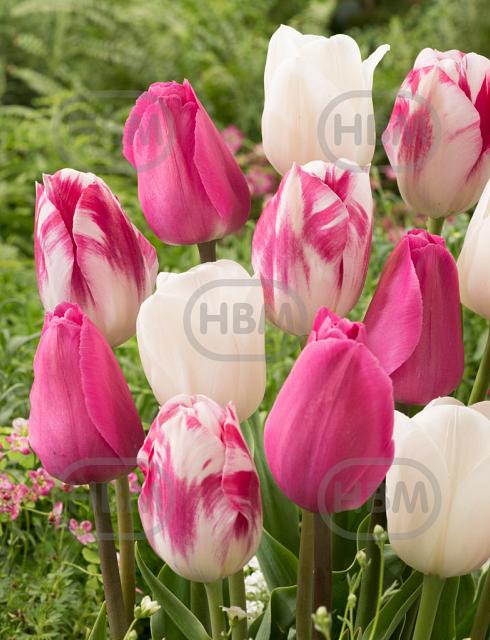 Tulipa mixed
