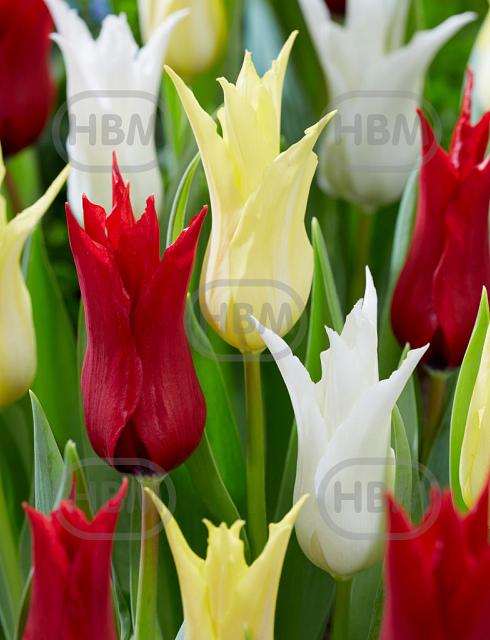 Tulipa mixed