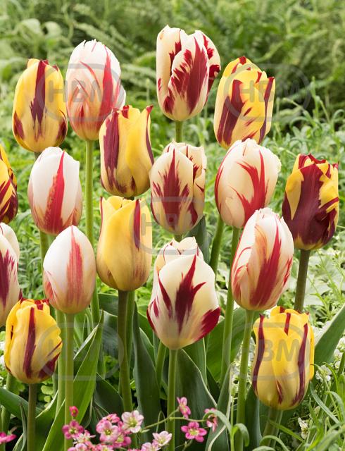 Tulipa mixed
