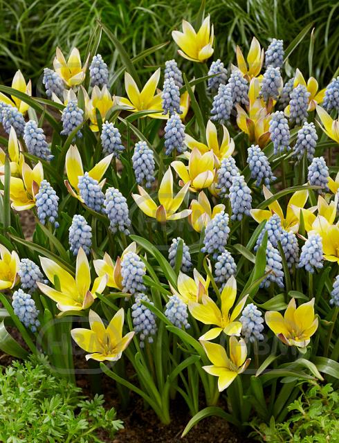 Muscari, Tulipa mixed