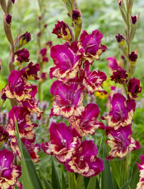 Colour Club