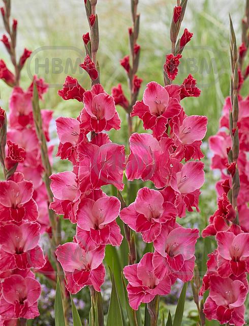 Fairytale Pink