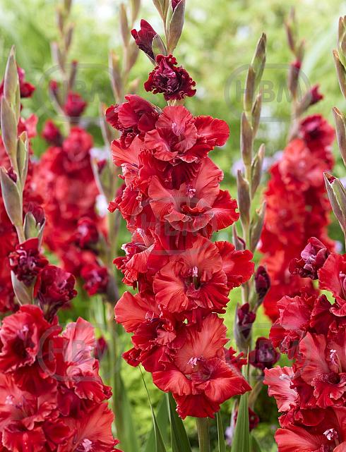 Velvet Raspberry
